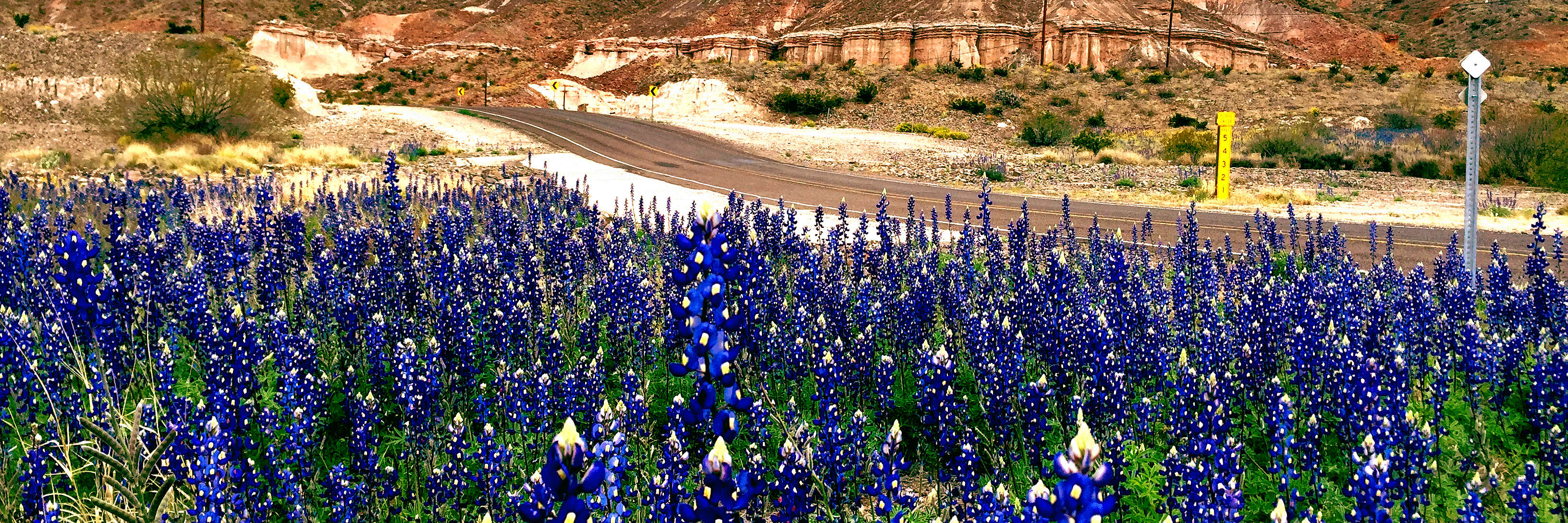 Road with Bluebonnet Field